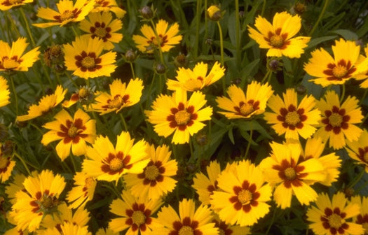 Alle Meisjesogen 'Coreopsis' planten