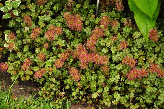 Stekelnootje 'Acaena' informatie