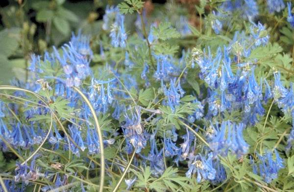 Alle Helmbloemen 'Corydalis'