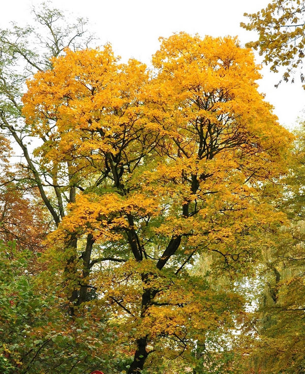 Bomen op soort