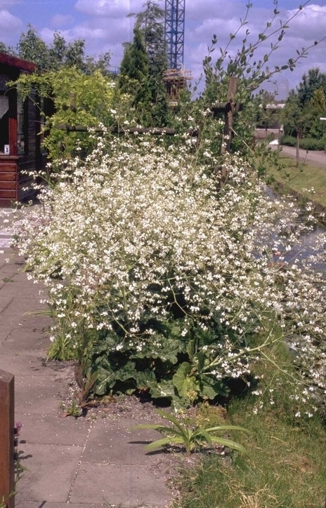 Bolletjeskool 'Crambe' (Zeekool)