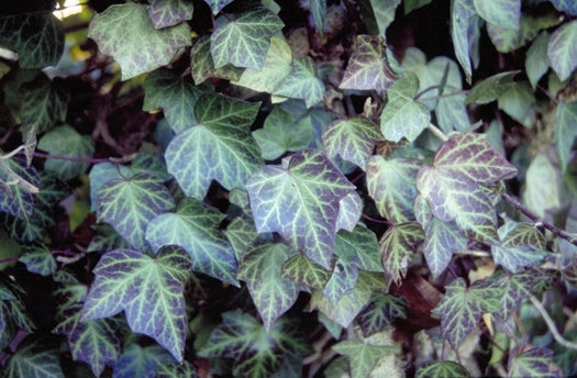 Klimop 'Hedera' soorten