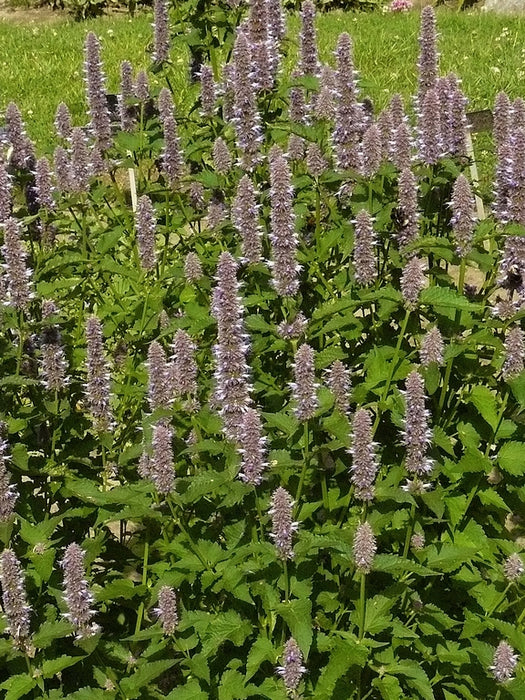 Alle Dropplanten 'Agastache'