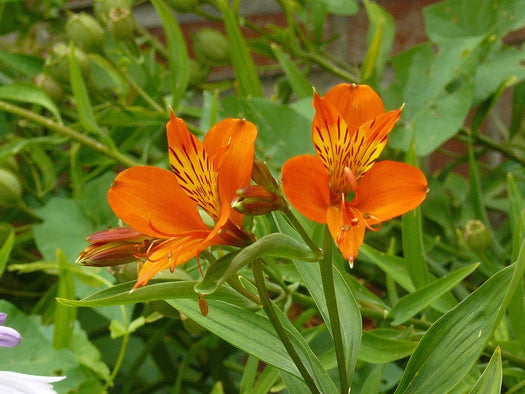 Peruviaanse lelie 'Alstroemeria'