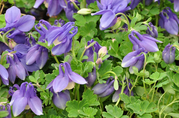 Alle Akelei 'Aquilegia' planten