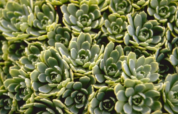 Gewoon vetkruid Sedum