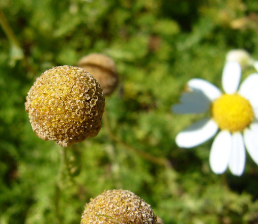 Roomse kamille 'Chamaemelum'