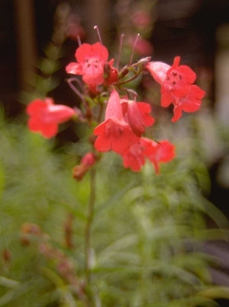 Slangenkop 'Penstemon'