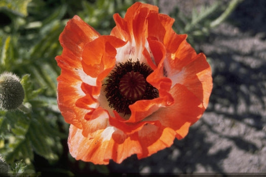 Klaproos 'Papaver'