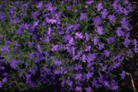 Tuinlobelia 'Lobelia'