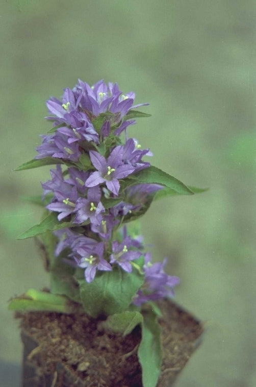 Tuinplanten als voegenvuller