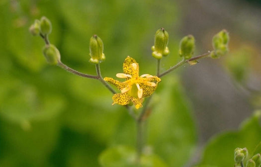 Paddenlelie 'Tricyrtis'