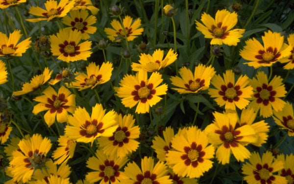 Borderpakketten - Meisjesogen - Coreopsis