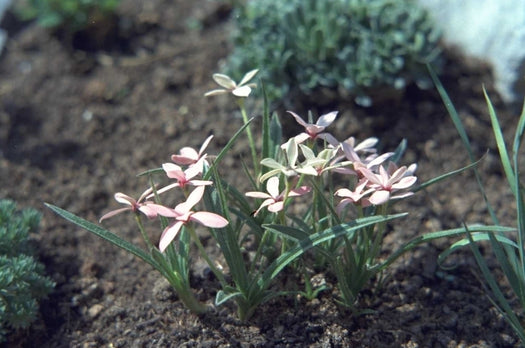 Sterretjesgras - Rhodohypoxis / Rhodoxis