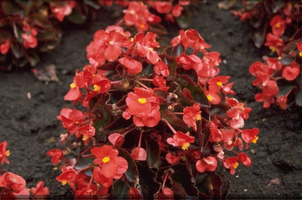 Scheefblad 'Begonia'