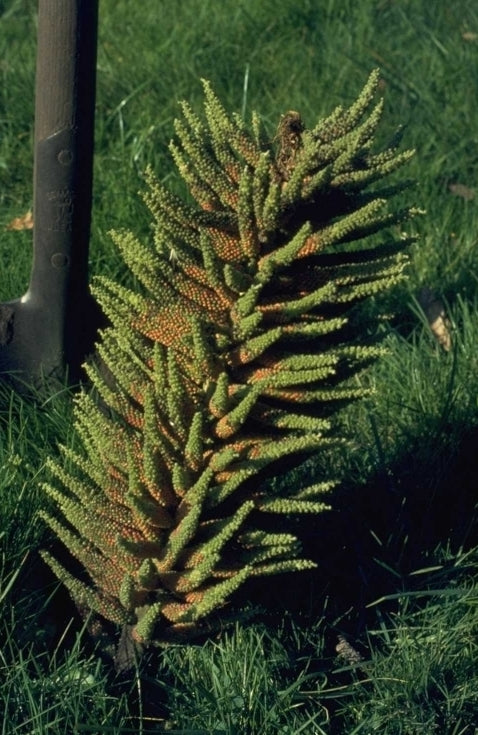 Tuinplanten met groot blad