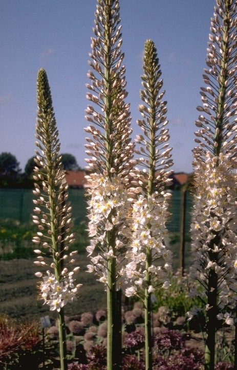 Naald van Cleopatra 'Eremurus'