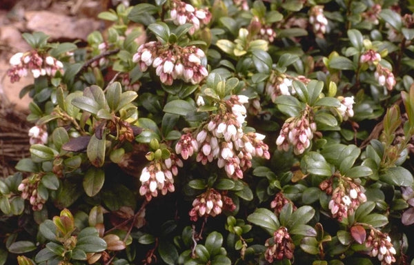 Ribes Besjes 'Vaccinium'