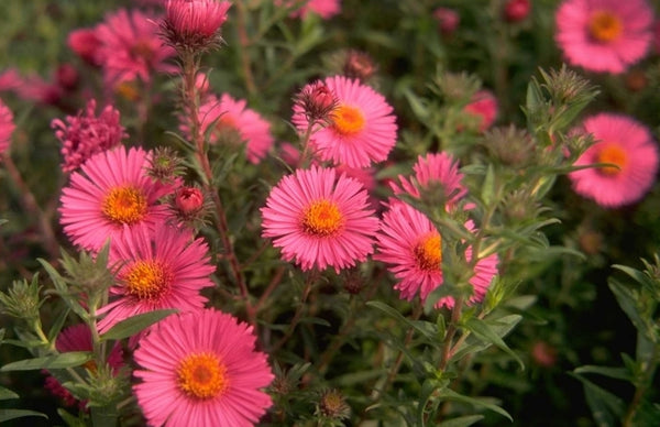 Amerikaanse tuinplanten