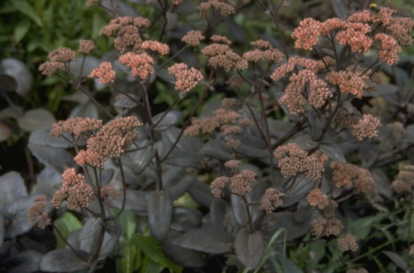 Vlakke tuinplanten