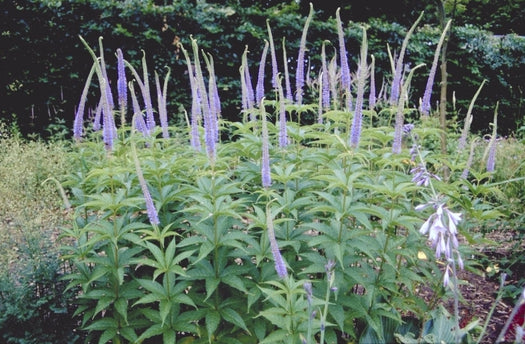 Alle bodembedekkende vaste planten