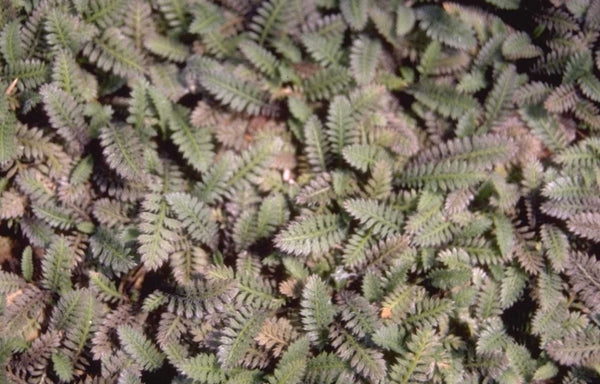 Koperknoopje 'Leptinella'