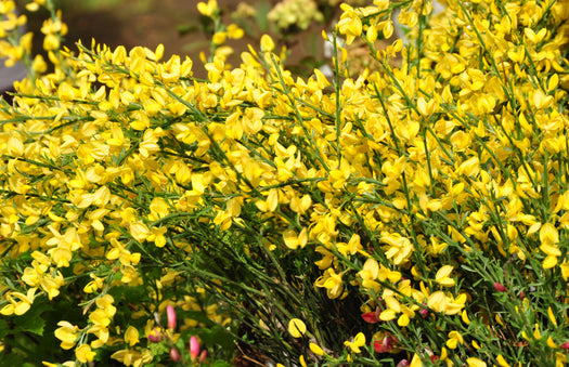 Brem 'Cytisus'