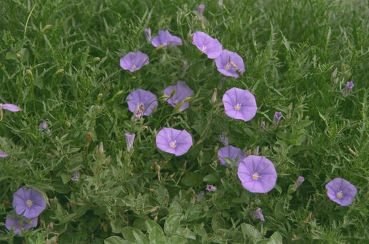 Blauwe Mauritius 'Convolvulus sabatius'