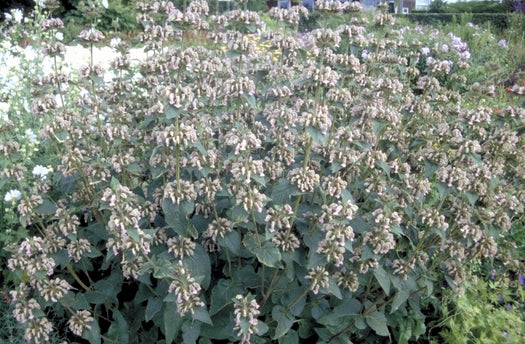 Alle Brandkruid 'Phlomis' planten