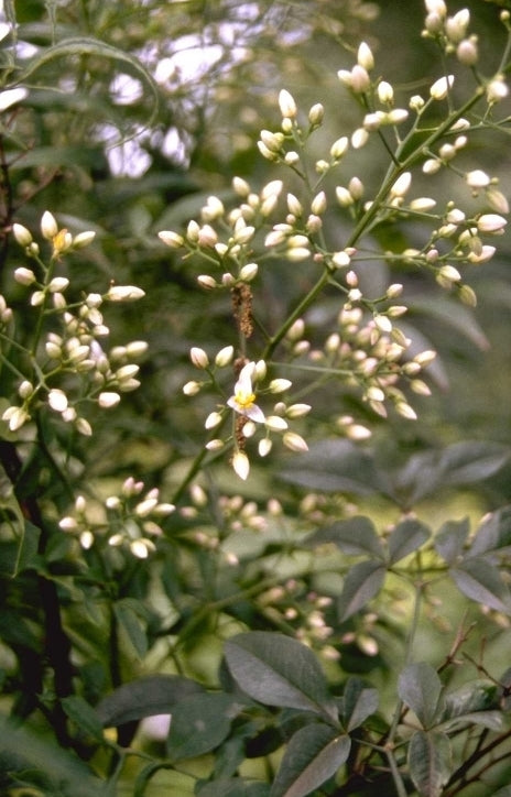 Hemelse bamboe 'Nandina domestica'