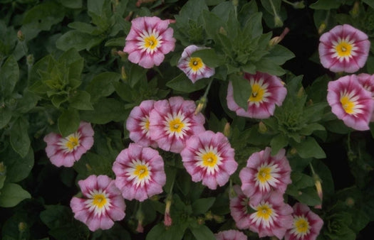 Dagschone - Convolvulus tricolor