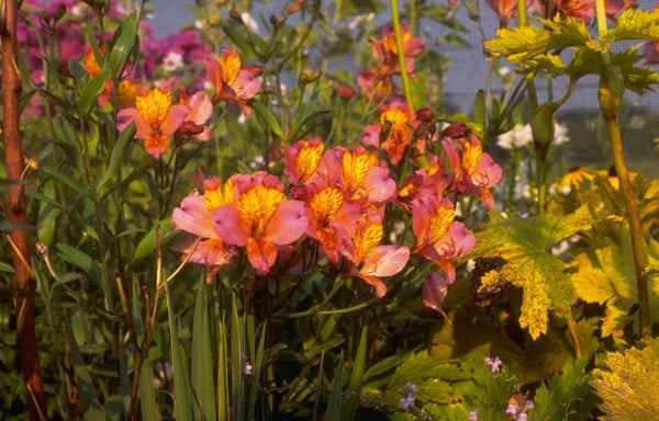 Zuid-Amerikaanse tuinplanten