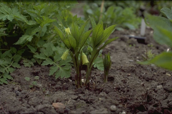 Klokbilzekruid 'Scopolia'