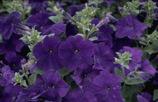 Petunia 'Petunia'