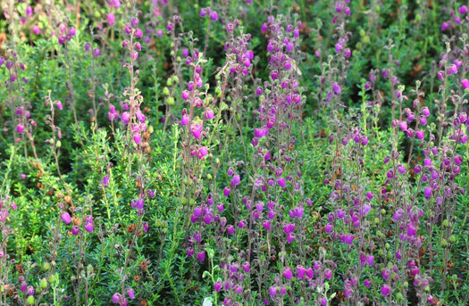 Zomerheide 'Calluna vulgaris'