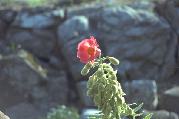 Schijnpapaver - Meconopsis