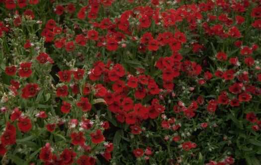 Nemesia 'Nemesia'