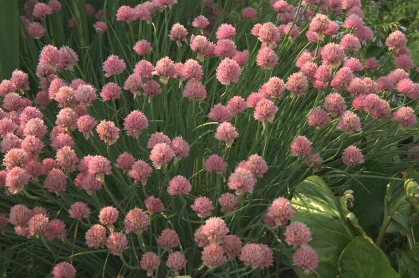 Tuinplanten als snijbloemen