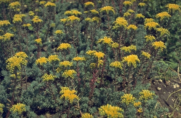 Sierlijk vetkruid Sedum