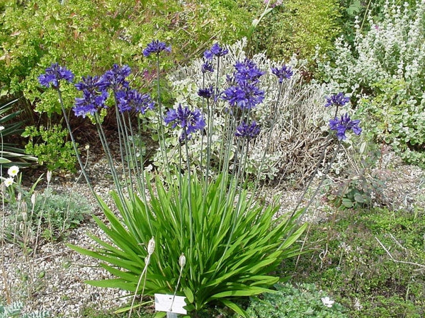 Tuinplanten op afkomst