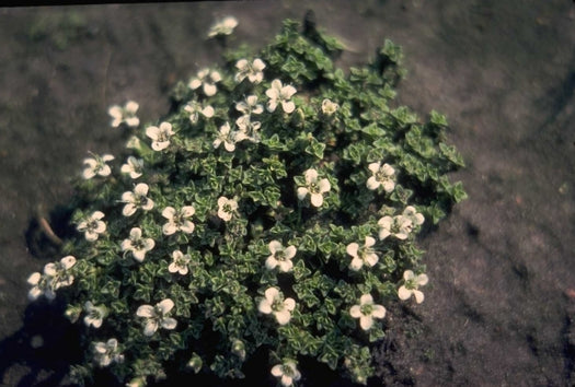 Zandmuur 'Arenaria'