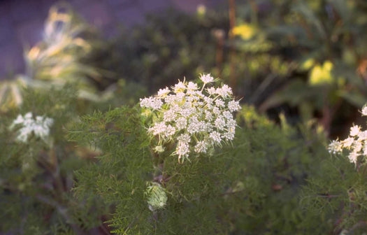 Karwijselie 'Selinum'