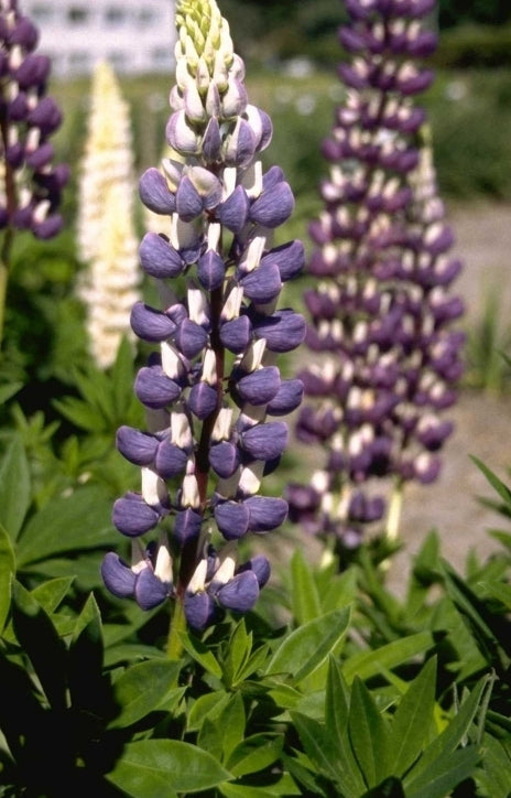 Zomerbloeiers vaste planten