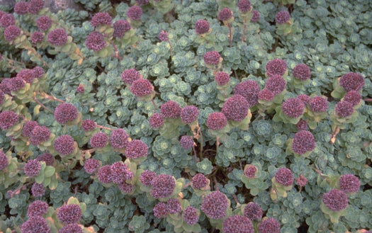 Liefdes vetkruid Sedum