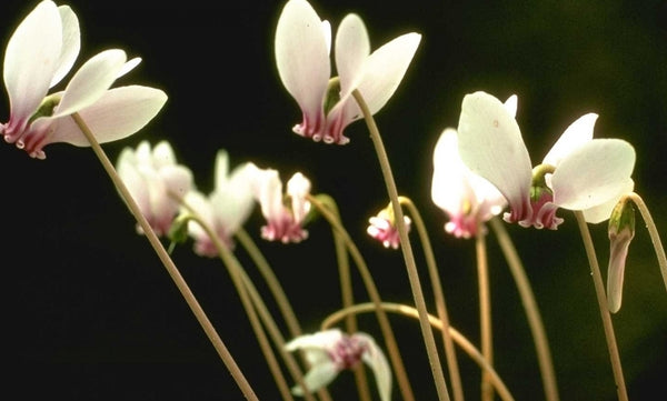 Schaduwplanten voor een droge grond