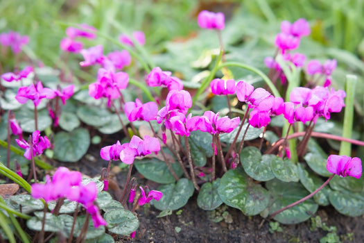 Cyclaam 'Cyclamen'