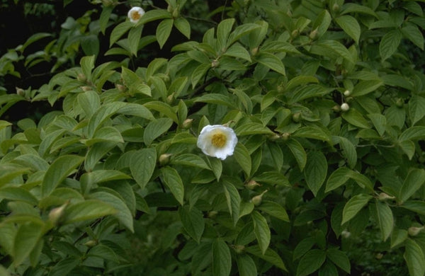 Schijncamelia 'Stewartia Pseudocamellia'