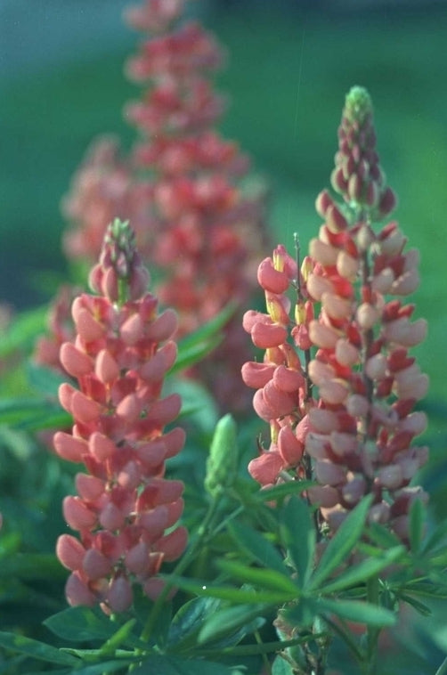 Opgaande tuinplanten