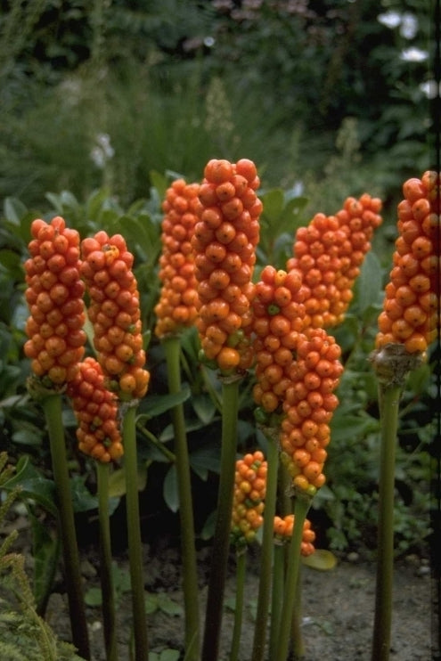 Aronskelk 'Arum'