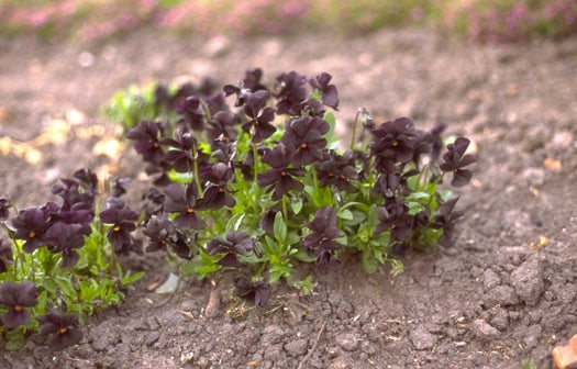 Borderplanten zwart